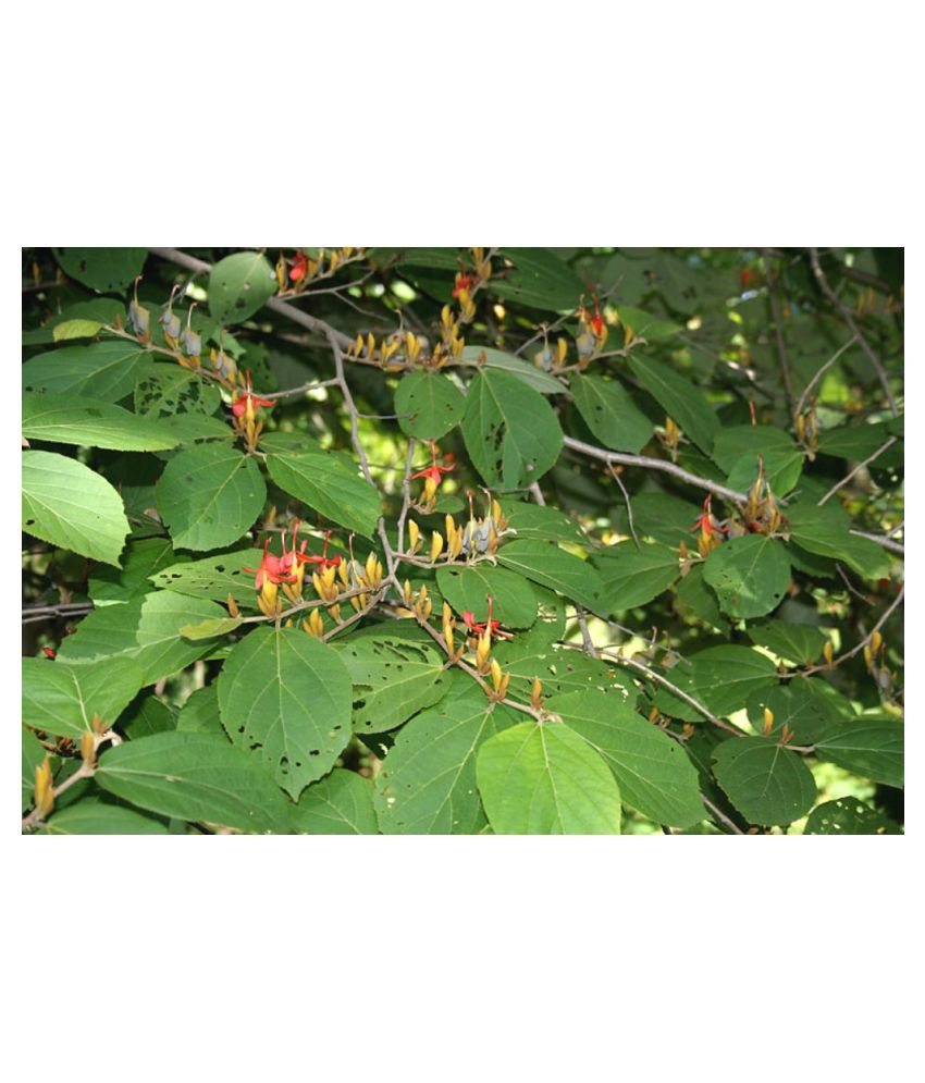     			Plantzoin East-Indian screw tree Marorphali Helicteres isora Modimodica Live Plant