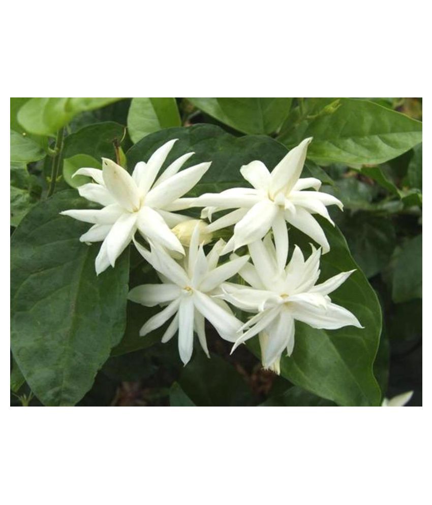     			Plantzoin Arabian Jasmine Madan mogra Jasminum sambac Malli Live Plant