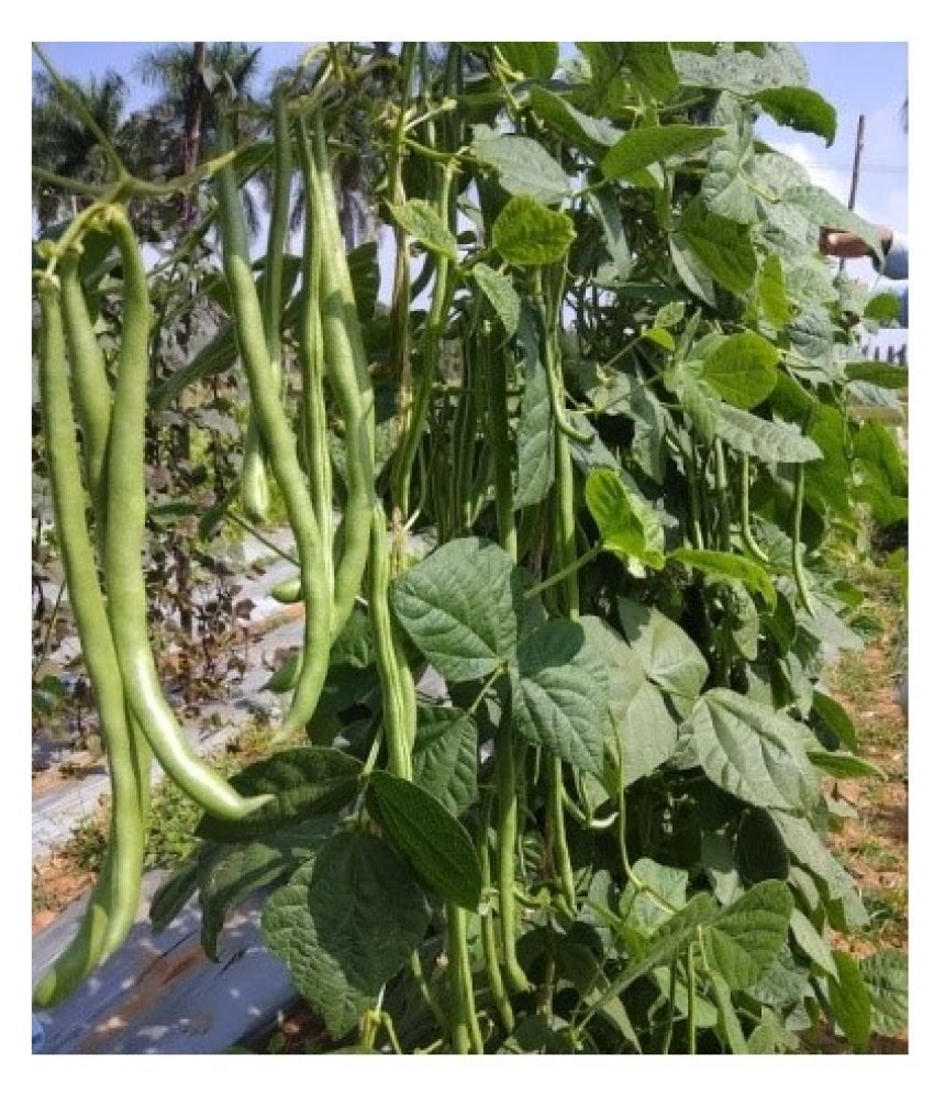     			French bean 25 seeds pack or your garden high gremination seeds with manual