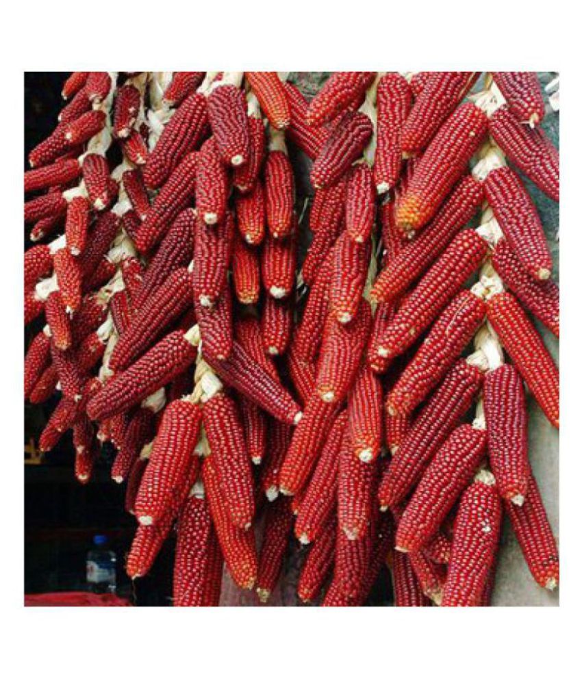 Bs Seeds Red Corn Maize Traditional Seeds 50 Seed Buy Bs Seeds Red Corn Maize Traditional Seeds 50 Seed Online At Low Price Snapdeal