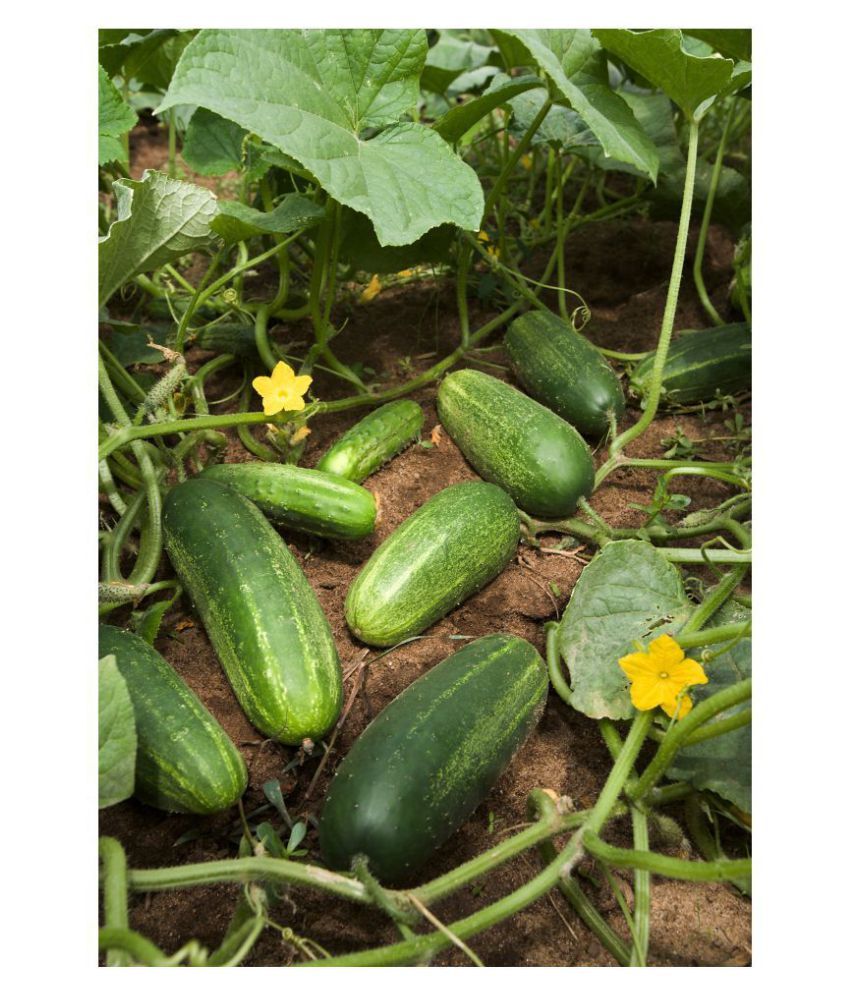     			Cucumber Desi Kheera Vegetables 50 seeds