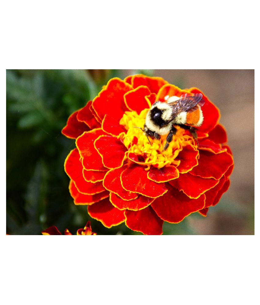 Free Bio - Enriched Compost with 100 Premium Seeds of Scarlet Red Marigold