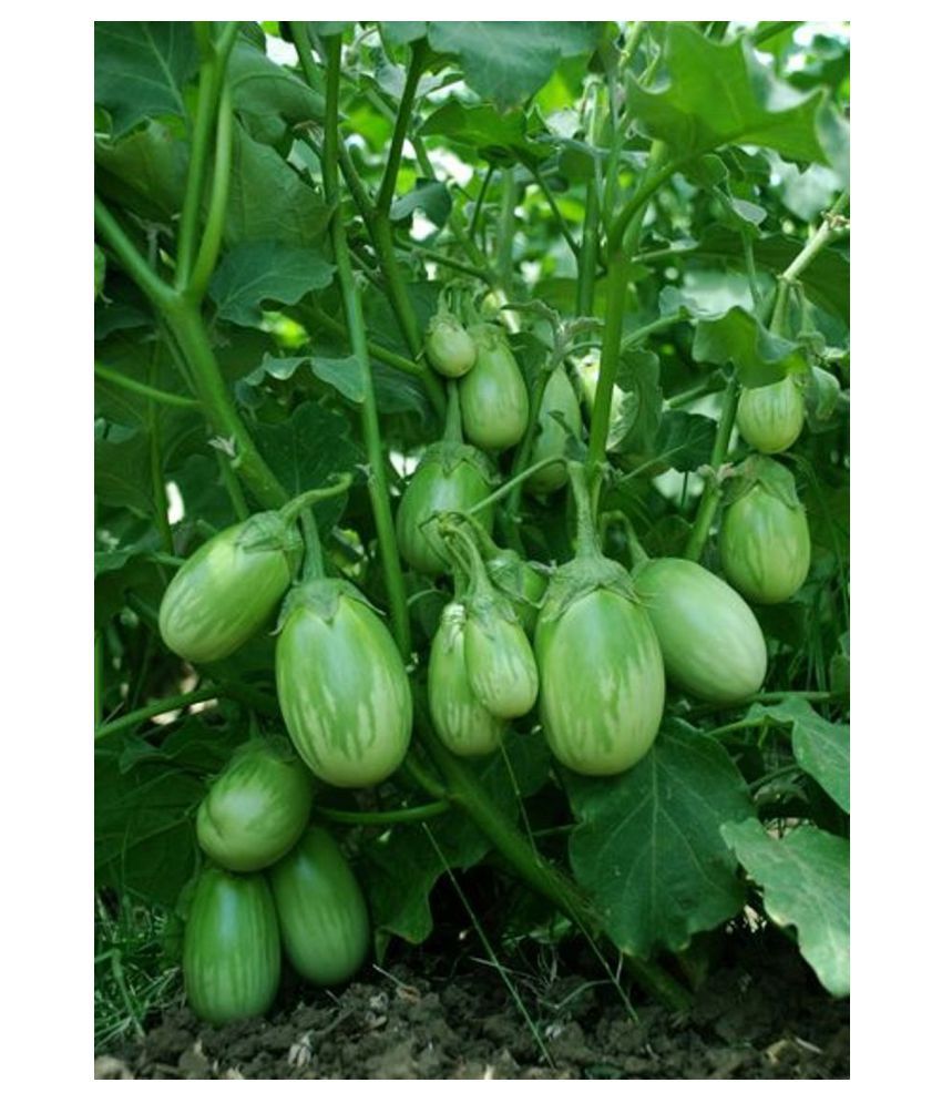     			F1 Hybrid Green Round Brinjal Vegetable Seeds | Pack of 50 Seeds