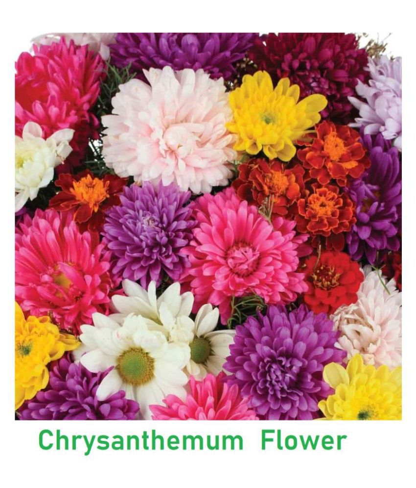     			Chrysanthemum Flower Mix Colour Seeds Hybrid Seeds ( Pack of 20 )