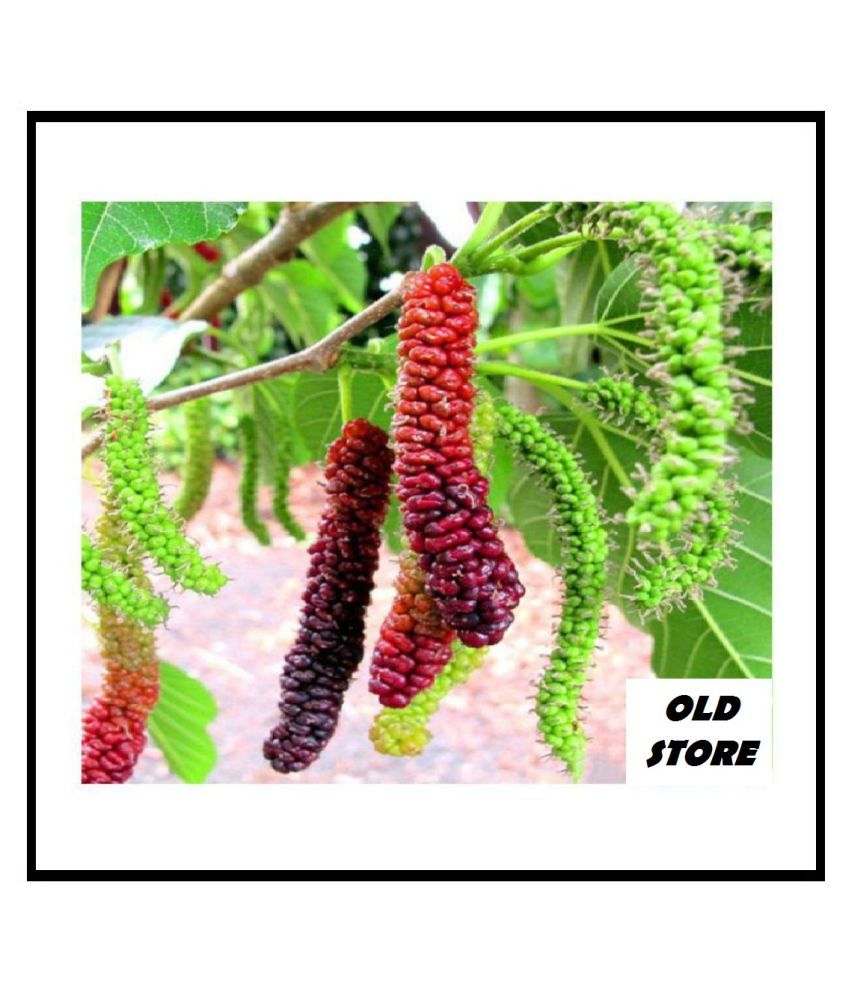     			OLD STORE LONG MULBERRY 100 SEEDS FOR YOUR GARDEN WIH COCOPEAT AND MANUAL