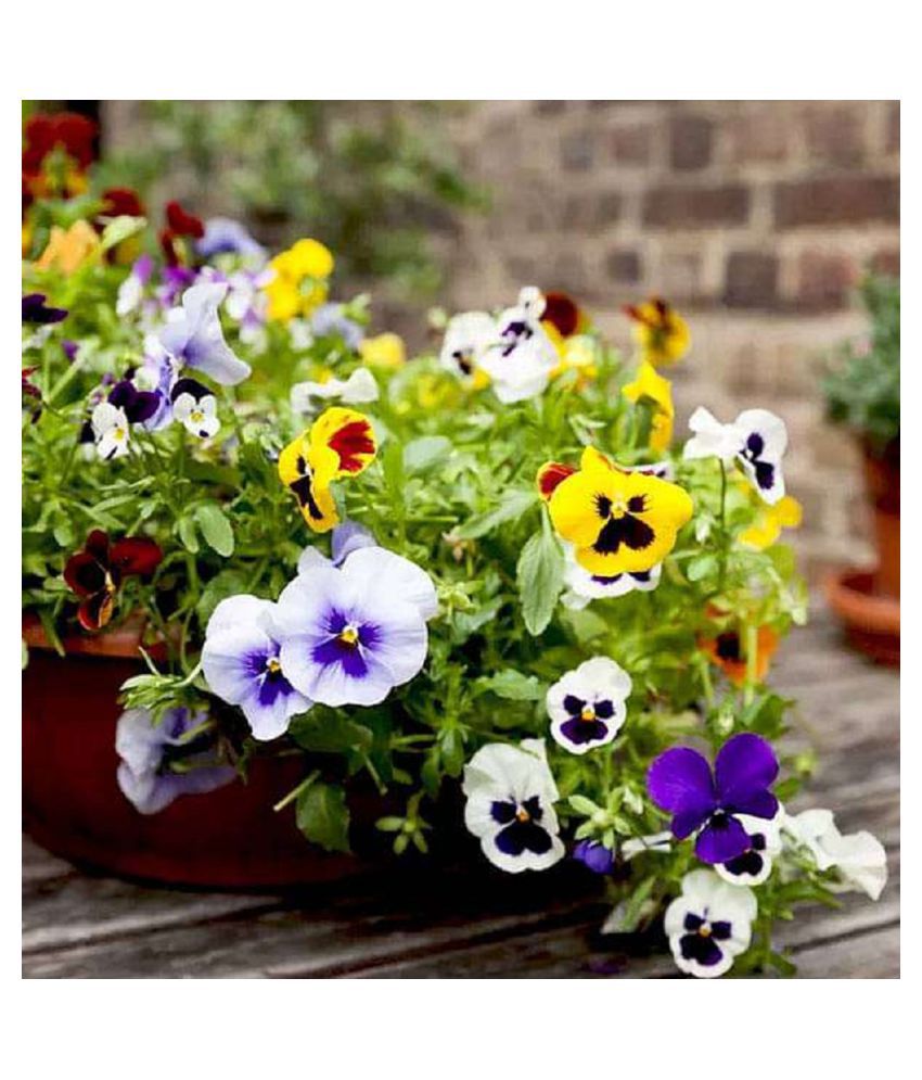     			pansy flower seeds 50 seeds with growing coco peat