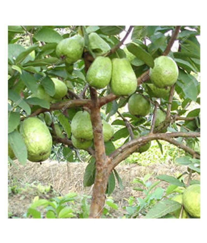     			STOREFLIX Dwarf Sweet White Guava/Psidium guajava Fruit pack of 50 seeds with 100gm Cocopeat AND MANUAL
