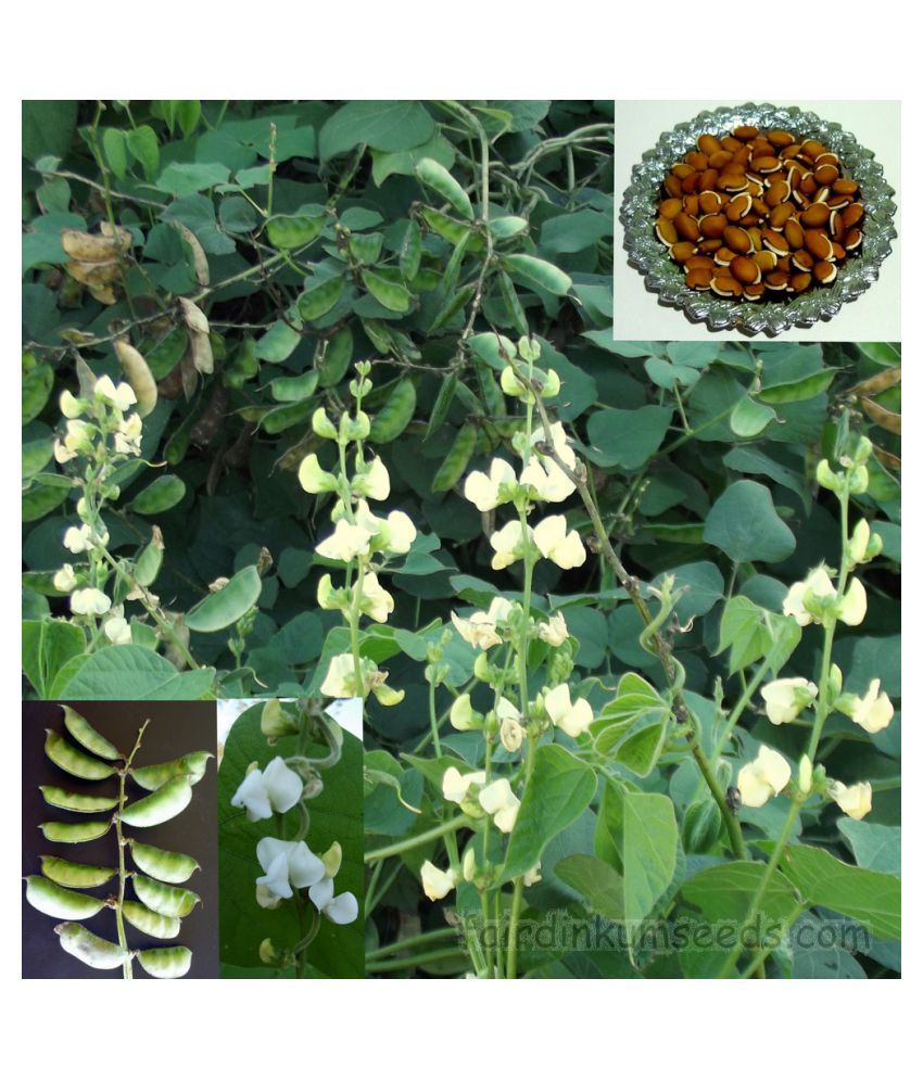 High Yield Lablab Seeds Hybrid Creeper 50 Seeds Beans Buy High Yield