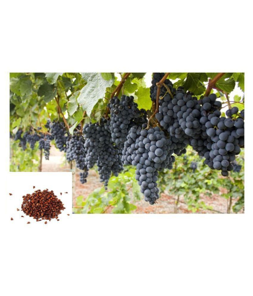     			STOREFLIX Fruits Black Grape Seeds Fruit Plant Seeds For Home Garden Kitchen Garden Fruit - 20 seed