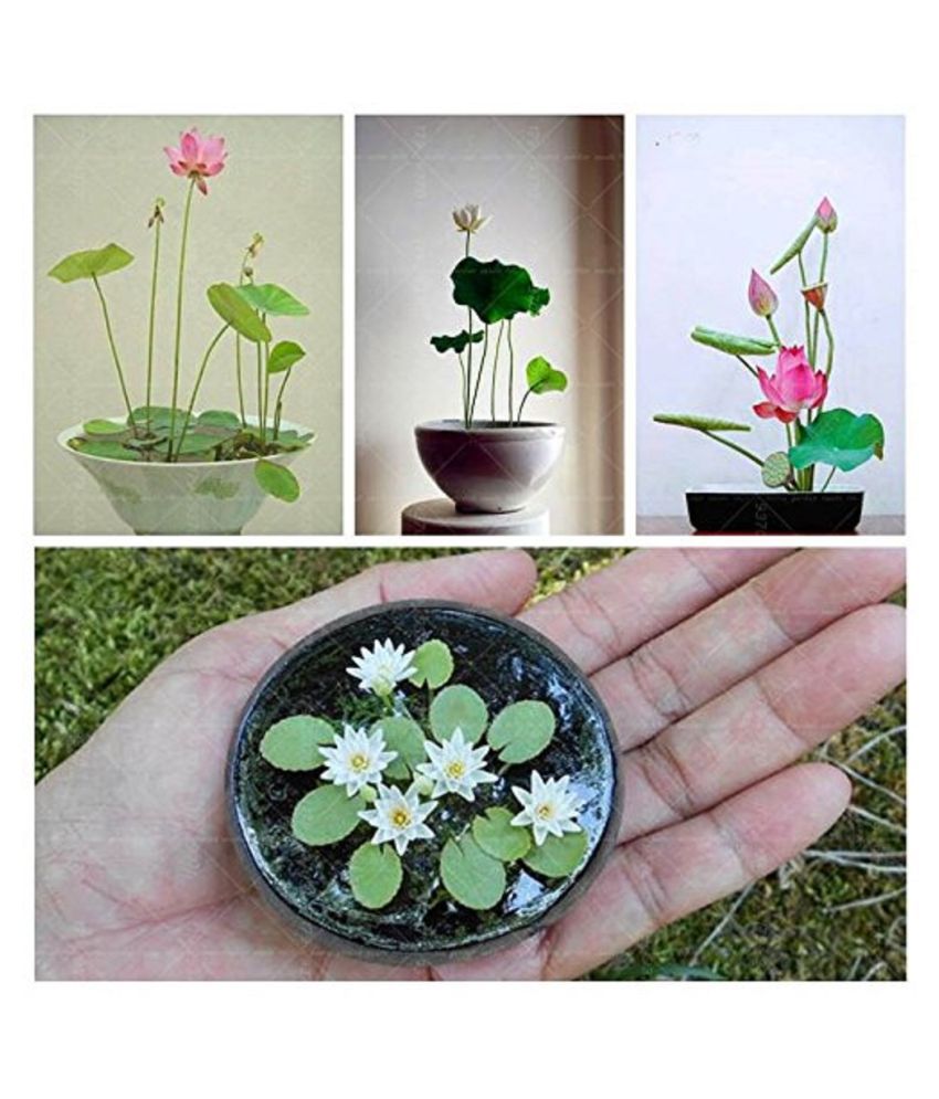     			Organic Lotus Flower Seeds ( Mixed Varieties 10 Seeds Pack )