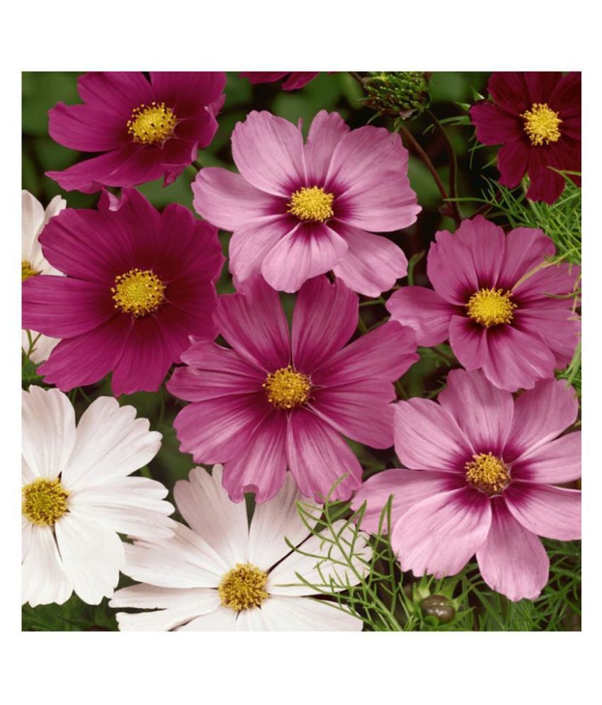     			cosmos flower" Purple Red-White" flower Seeds | Pack of 20 Seeds