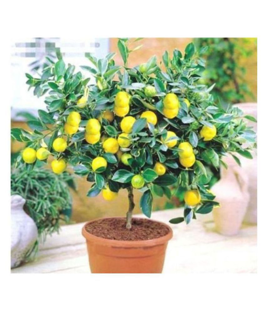     			lemon seeds Suitable for home - 10 seeds