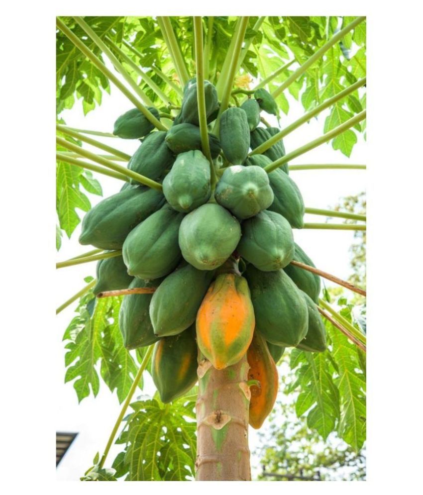     			Papaya Fruit-Hybrid Seeds Plant - 50 seed