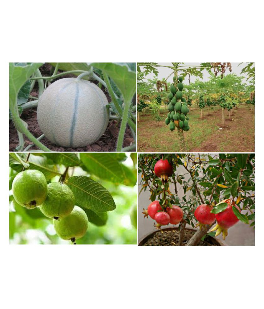     			combo of 4 guava muskmelon pomegranate papaya 50 seeds each 200+seeds