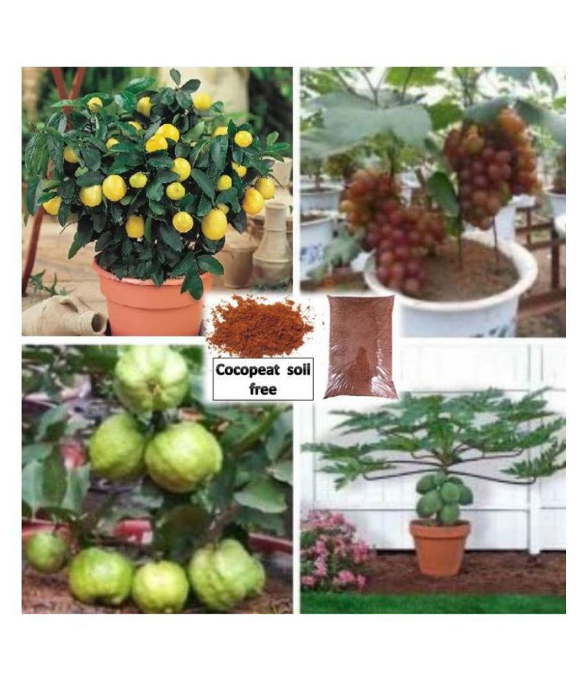     			pack of 4 fruit seeds (GUAVA GRAPES PAPAYA LEMON ) 5 - 5 SEEDS OF EACH ONE FRUIT WITH MANUAL + cocopeat soil free