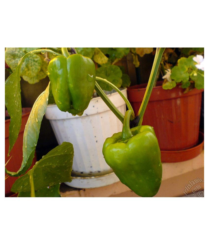     			Capsicum/Bell Pepper/Shimla Mirch Green Seeds (20 Seeds) with growing cocopeat