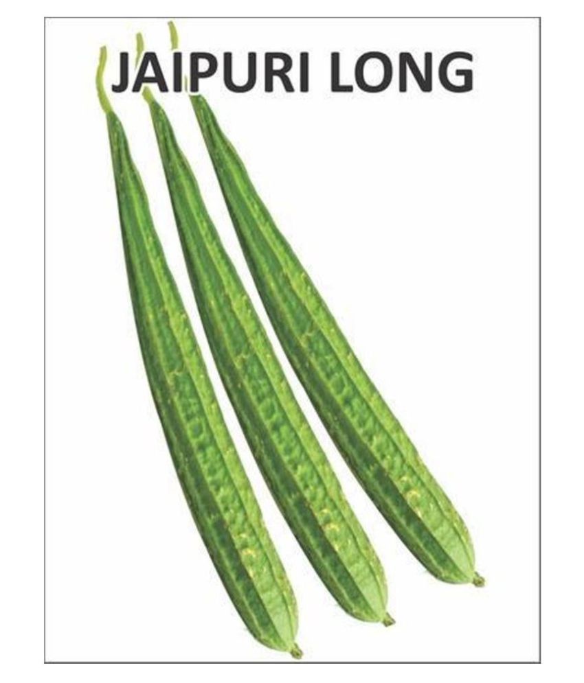    			Jaipur LongRidge Gourd Pack Of 50 Seeds
