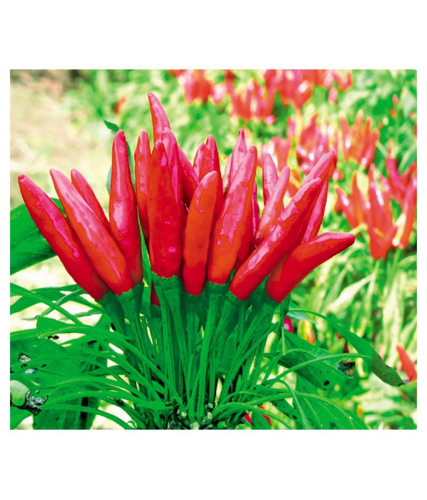     			Recron Seeds Pepper Chilli Hybrid Bengali Surajmukhi Type Seeds (Pack of 50,