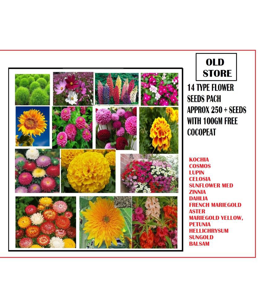     			COMBO OF 14 TYPE FLOWER SEEDS WITH 100 GM FREE COCOPEAT 250+ SEEDS PACK AND USER MANUAL (ASTER,BALSAM,DAHLIA,COSMOS,CELOSIA,KOCHIA,MARIEGOLD YELLOW,FRENCH MARIEGOLD,SUN GOLD,SUNFLOWER MED,ZINNIA,HELICHRYSSUM,LUPIN,PETUNIA) 10-10 SEEDS OF EACH 1