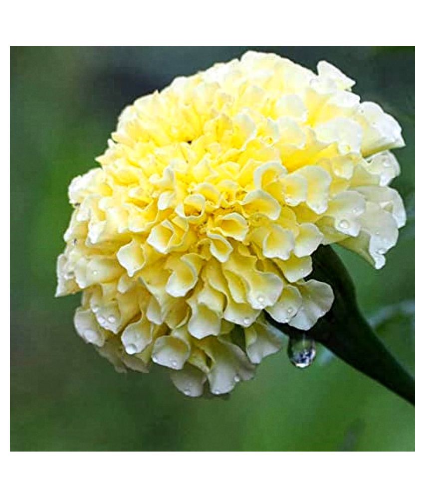 Free Bio - Enriched Compost &  Marigold White Seeds