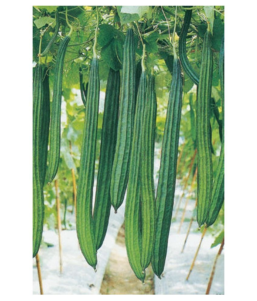 Ridge Gourd (Toree) Jaipur Long Desi Vegetable 20 Seeds Buy Ridge