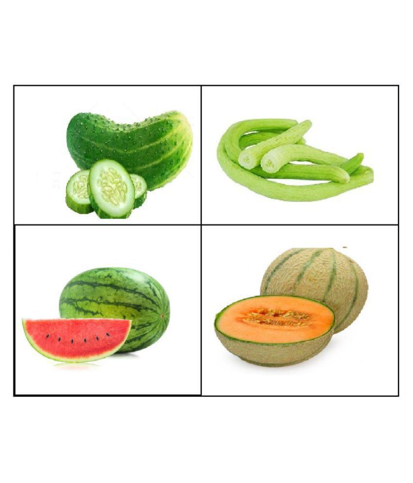 CUCUMBER , KAKRI , MUSKMELON , WATERMELON SEEDS COMBO 10-10 SEEDS OF EACH 1 TOTAL 40 SEEDS PACK  WITH MANUAL