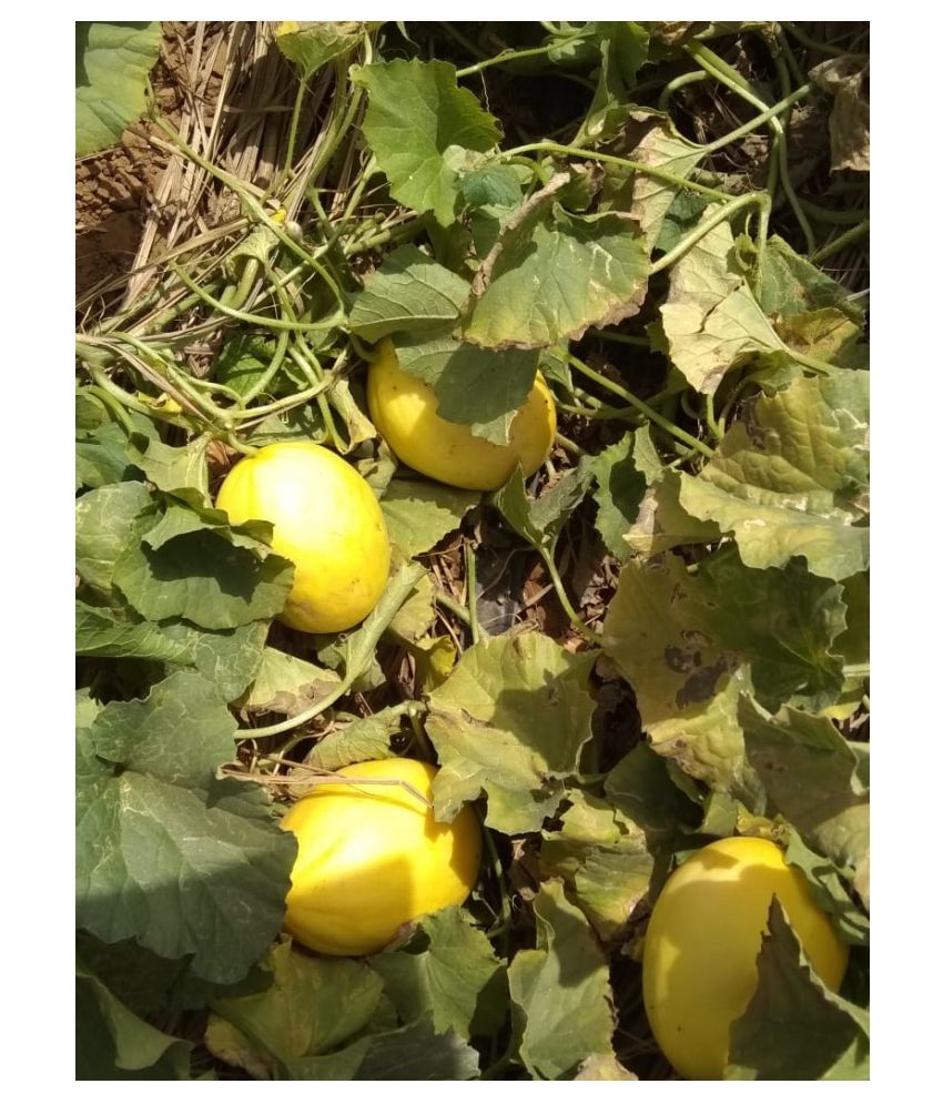 Iris Hybrid Fruit Seeds Melon with Instruction Manual Buy Iris Hybrid