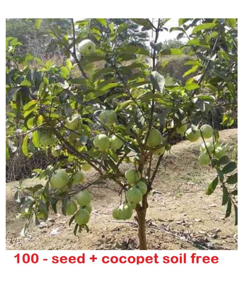    			Rare Red Psidium Guajava/Guava Fruit Seeds | Pack of 100 with growing cocopeat