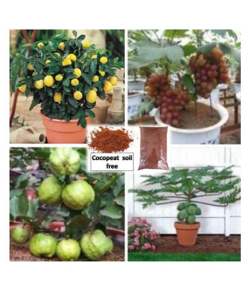     			pack of 4 fruit seeds (GUAVA GRAPES PAPAYA LEMON ) 15 - 15 SEEDS OF EACH ONE FRUIT WITH MANUAL + cocopeat soil free
