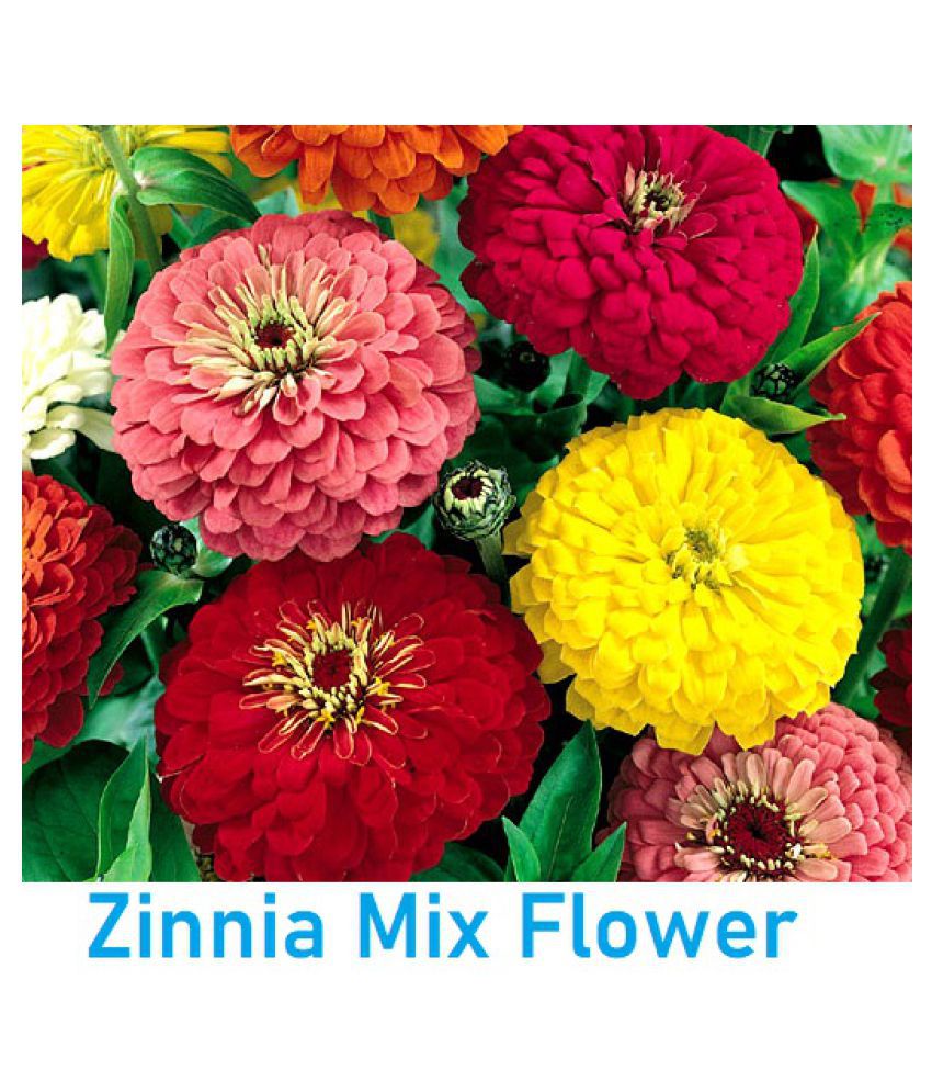     			Zinnia Double Mix Flower Seeds (Multicolour, Pack of 50 )