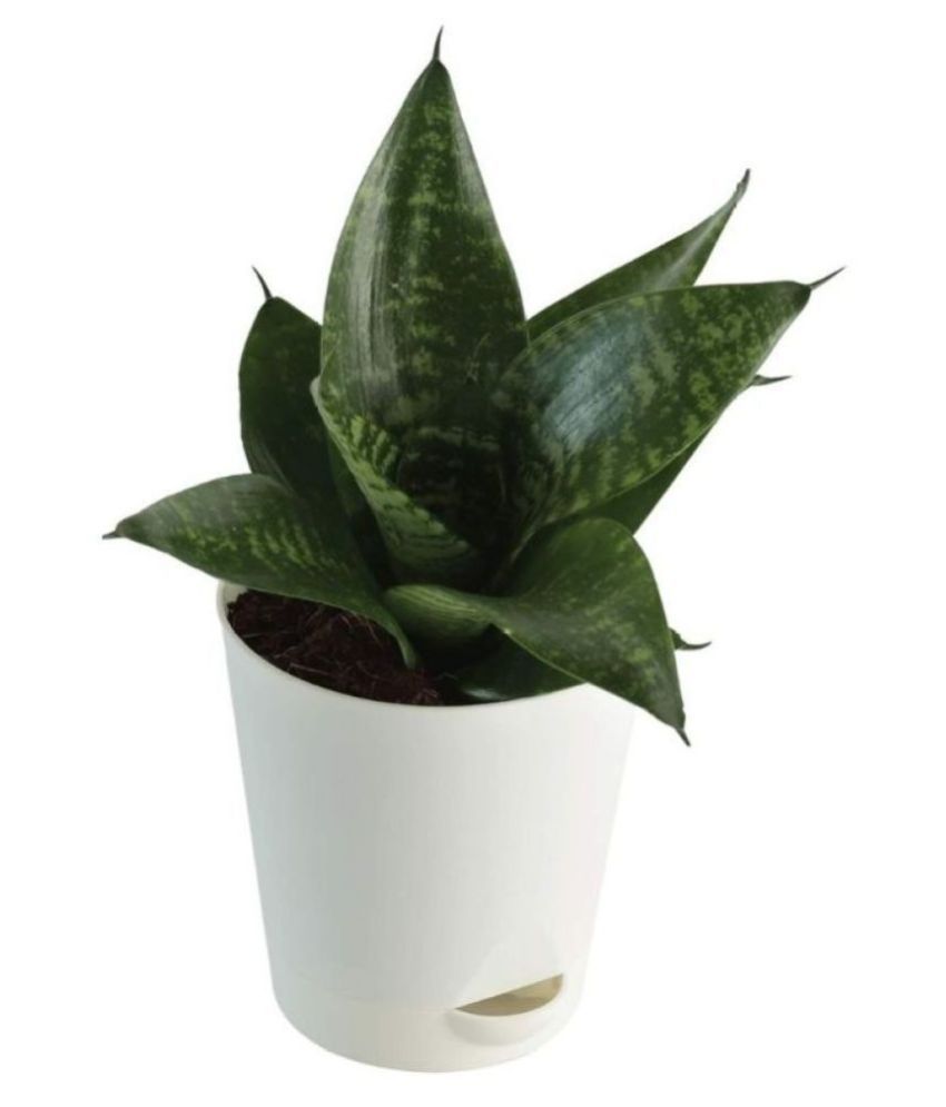     			Ugaoo Sansevieria Green Air Purifier Snake Plant with Self Watering Pot