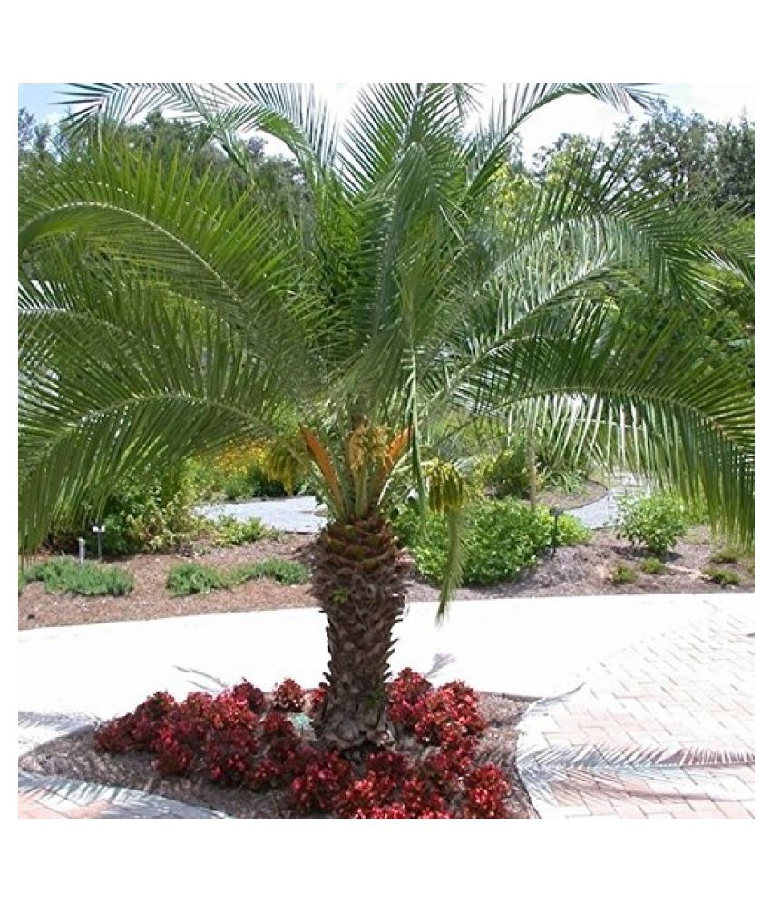 Phoenix Canariensis Palm Ornamental Tree Seeds ( 5 Seeds) Buy Phoenix