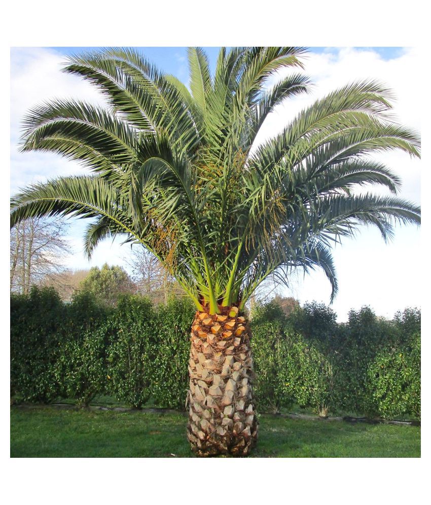     			sky star agro & co. - Areca palm Plant ( 5 Seeds )