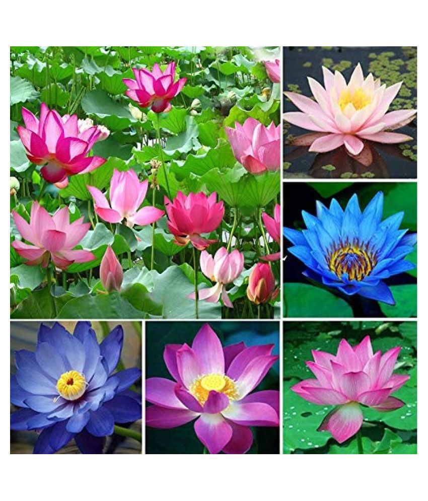     			Gardens Bonsai mix color Lotus Flower 20 Seeds Pack + Instruction Manual