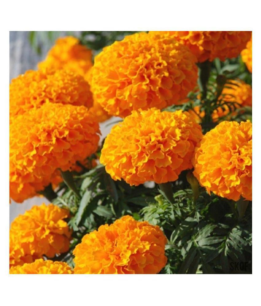 Premium 150 Seeds of African Marigold Orange, Yellow, White Flowers