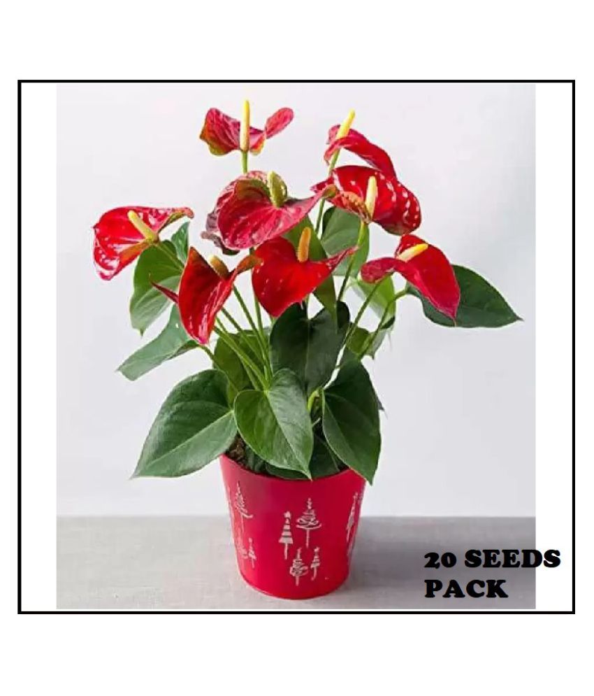     			ANTHURIUM PLANT 20 SEEDS COMBO PACK WITH FREE COCO PEAT AND USER MANUAL FOR INDOOR AND OUTDOOR HOME GARDENING USE