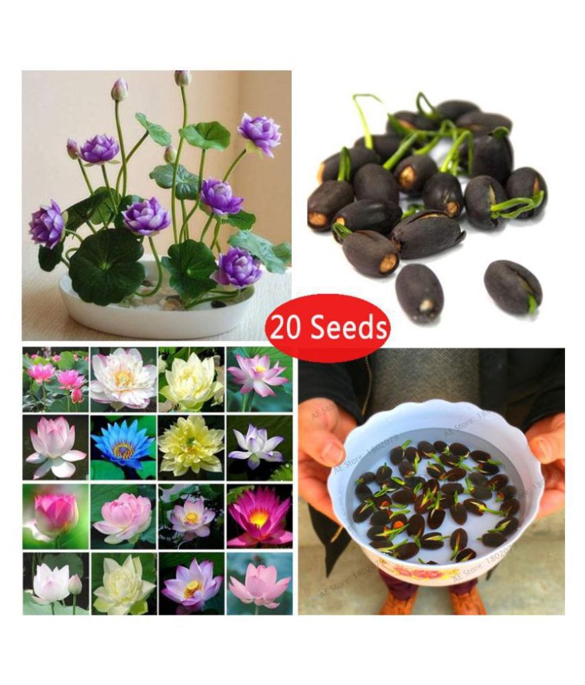     			sky star agro & co. - Lotus Flower ( 20 Seeds )