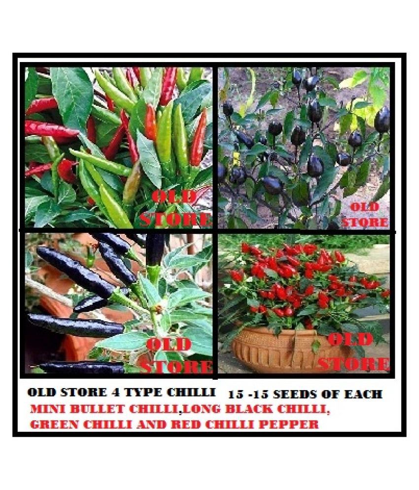     			Combo pack of 4 type chilli seeds 15-15 seeds of each 1 (Small bullet black chilli long black chilli red chilli pepper green chilli) for indoor outdoor home gardening use with instruction manual