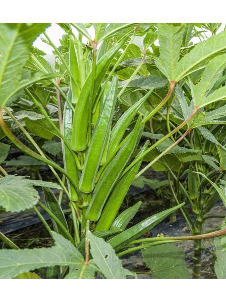     			JAPURA Hybrid Okra Vegetable ( 100 Seeds )