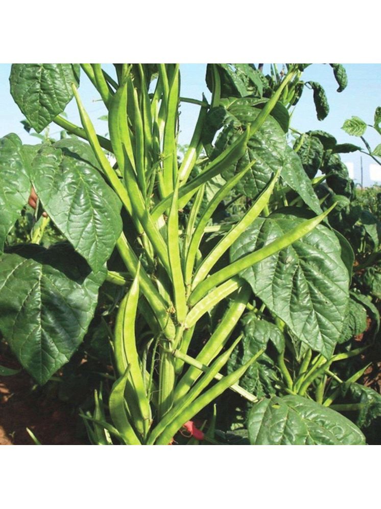     			Jignisha Seeds Organic Guar Falli Vegetable ( 50 Seeds )