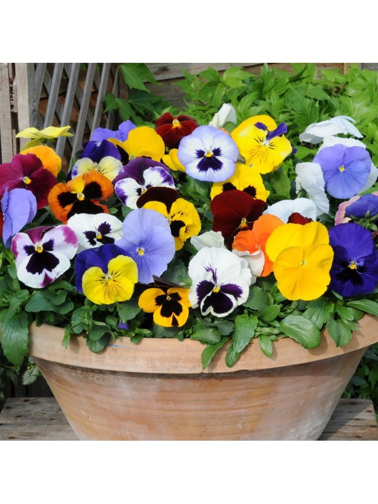     			LiveNature Pansy Flower ( 100 Seeds )