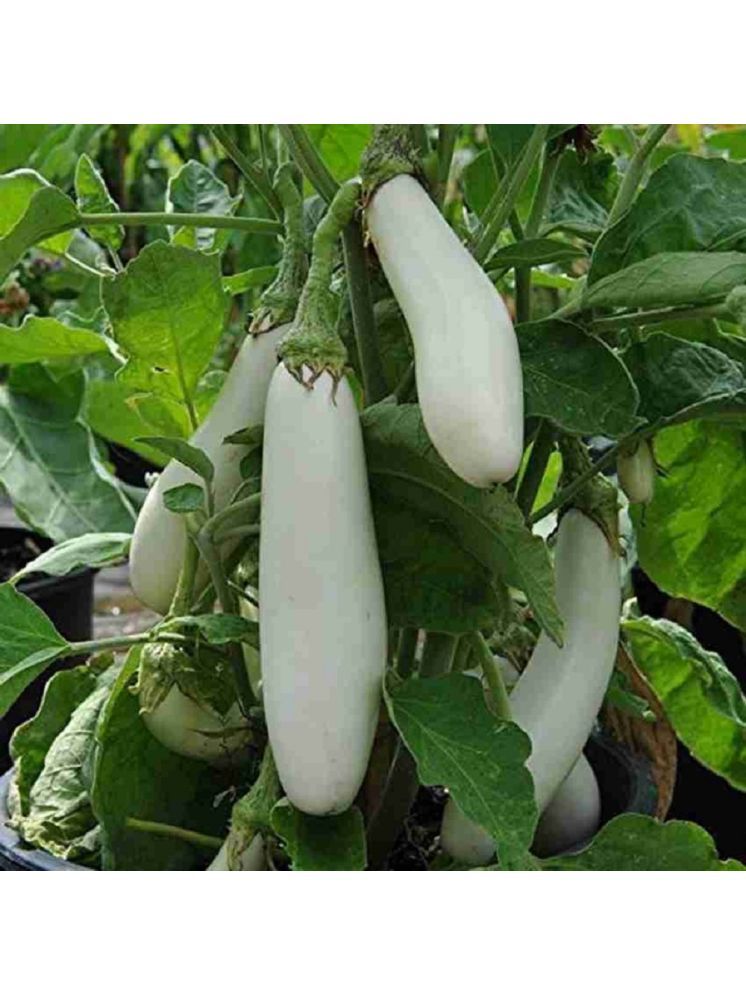     			Jignisha Seeds Hybrid Brinjal Vegetable ( 50 Seeds )