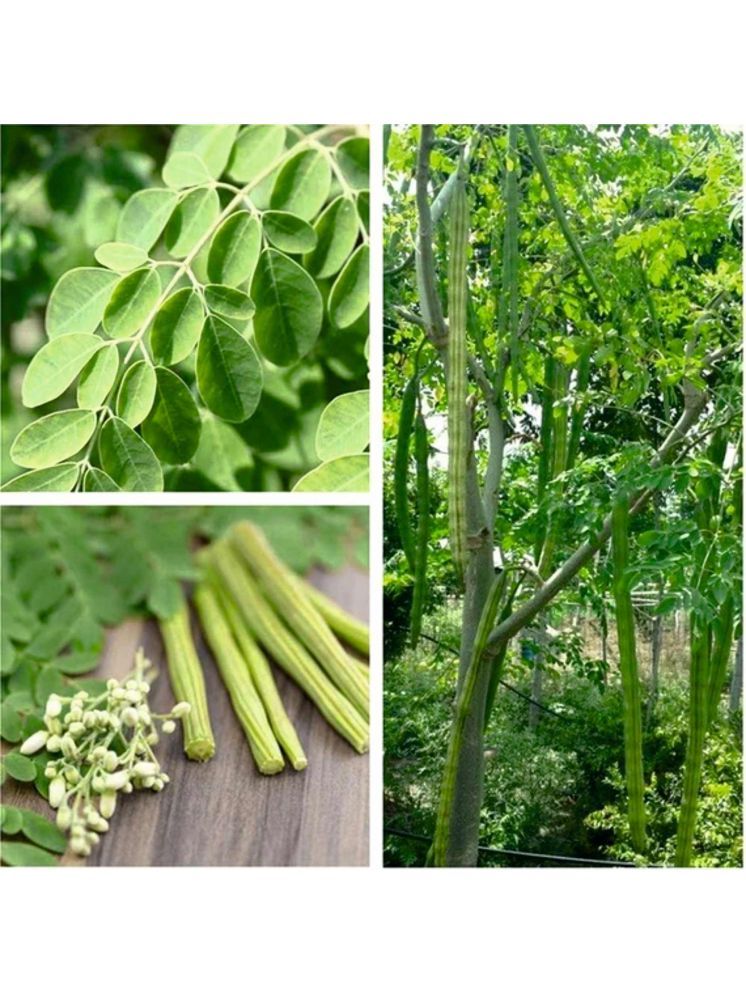     			Jignisha Seeds Hybrid Shajan Falli Vegetable ( 15 Seeds )