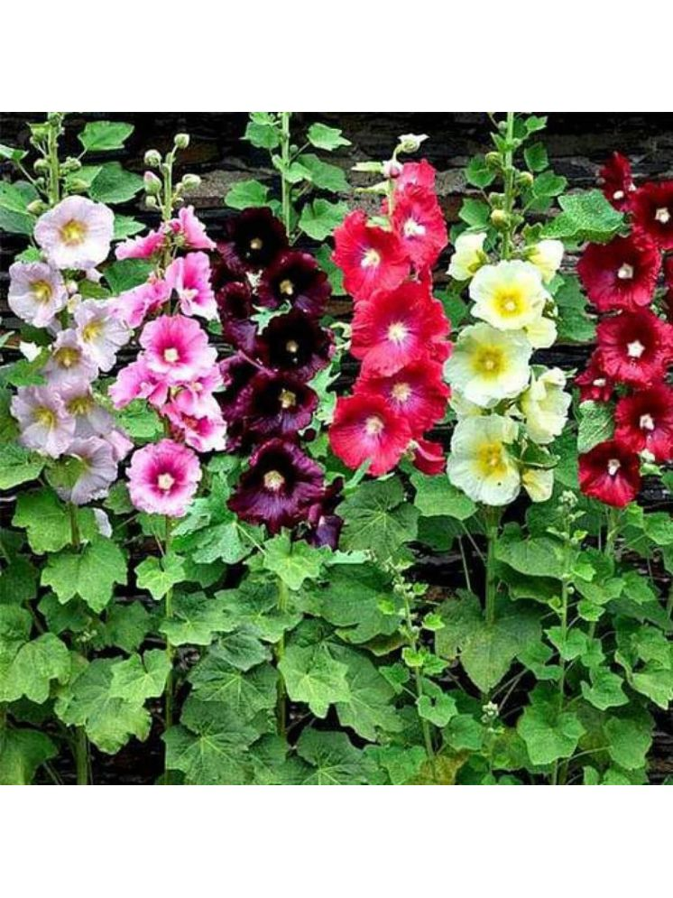     			PARTHVA SEEDS Hollyhock Flower ( 20 Seeds )