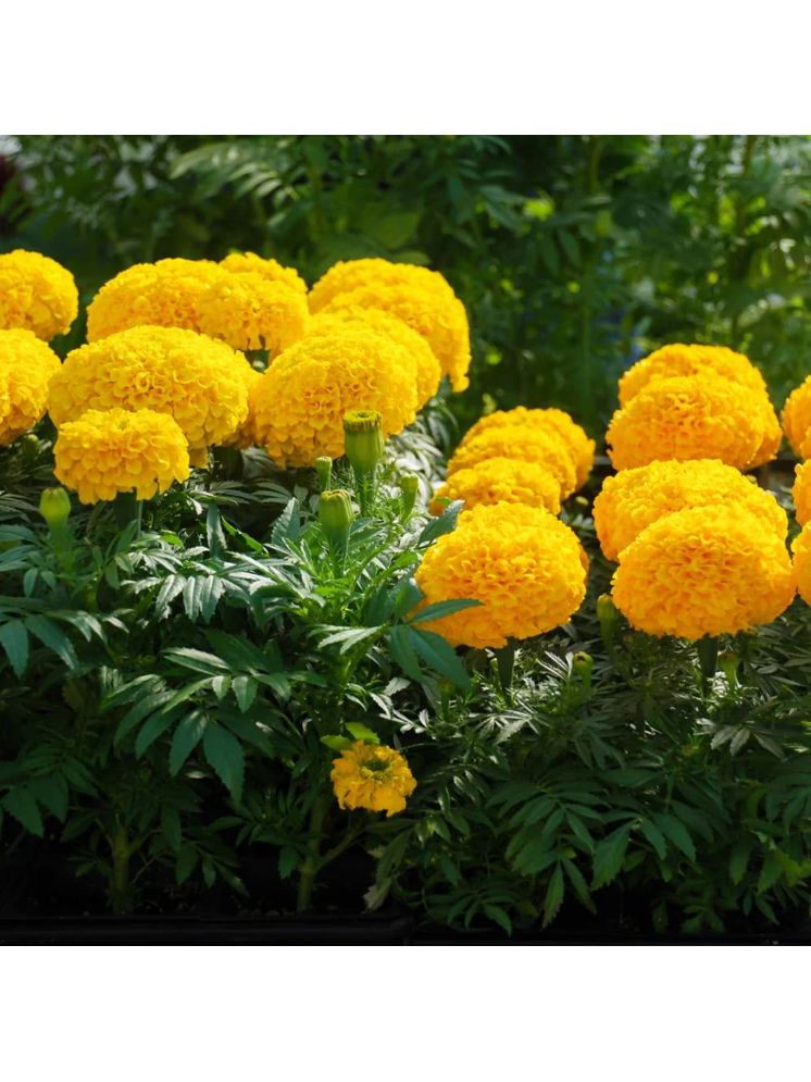     			PARTHVA SEEDS African Marigold Flower ( 40 Seeds )