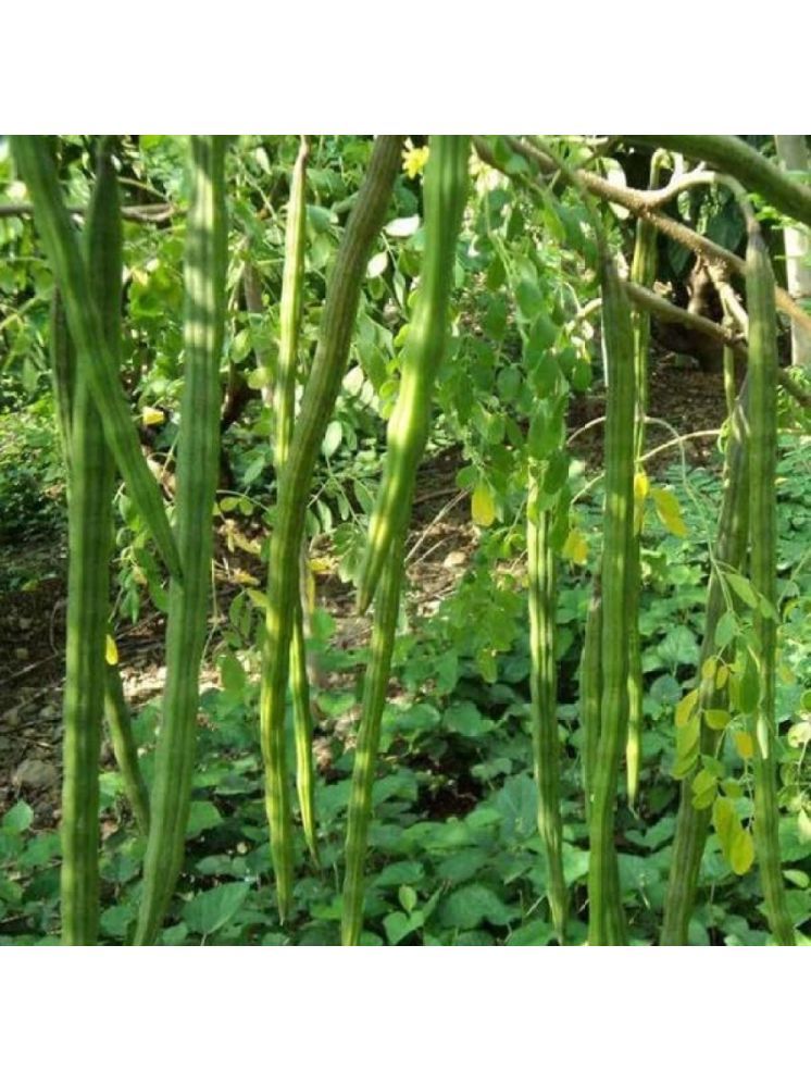     			Jignisha Seeds Hybrid Moringa (Drumstick) Vegetable ( 20 Seeds )