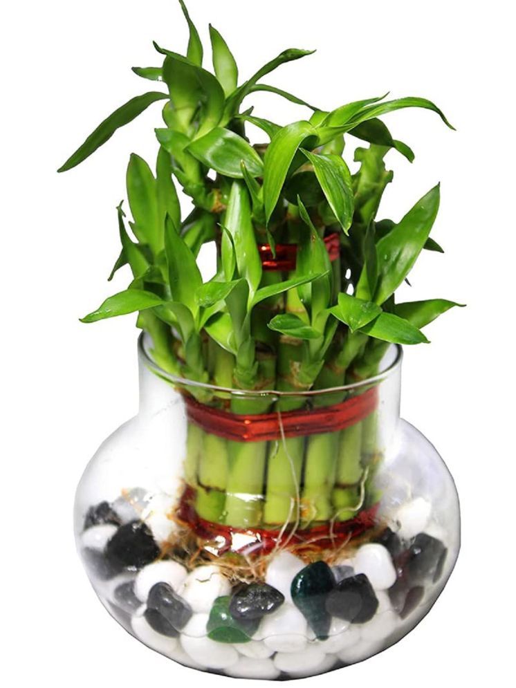     			Green plant indoor Indoor Bamboo Plant ( Pack of 1 )