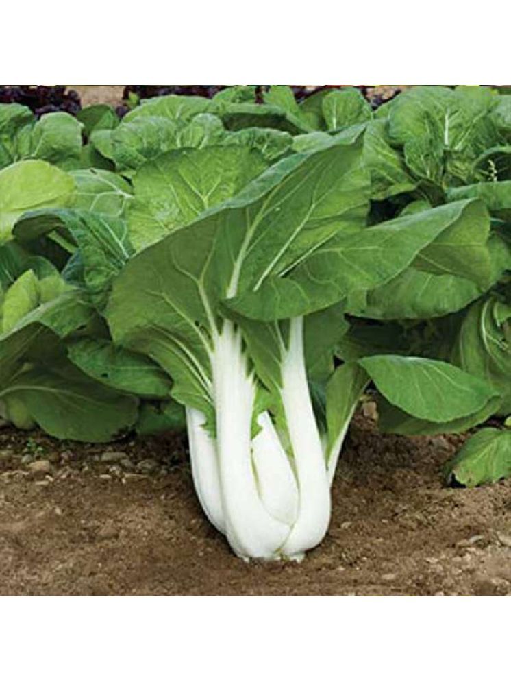     			Jignisha Seeds Hybrid Chinese Cabbage Vegetable ( 100 Seeds )