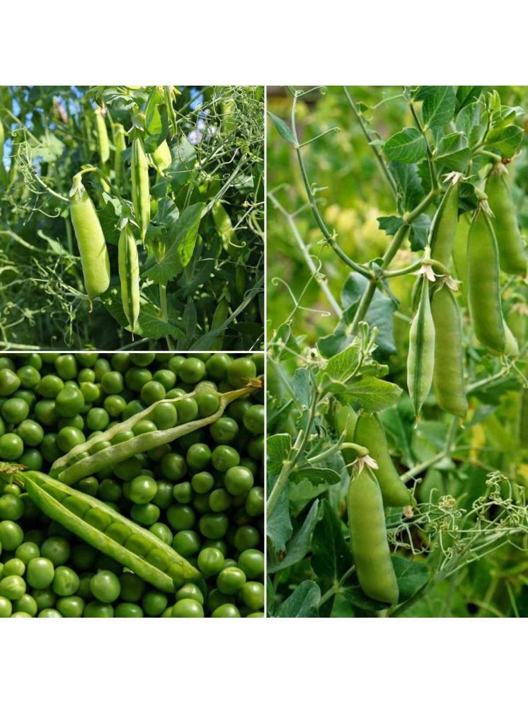     			Jignisha Seeds Hybrid Green Pea Vegetable ( 30 Seeds )