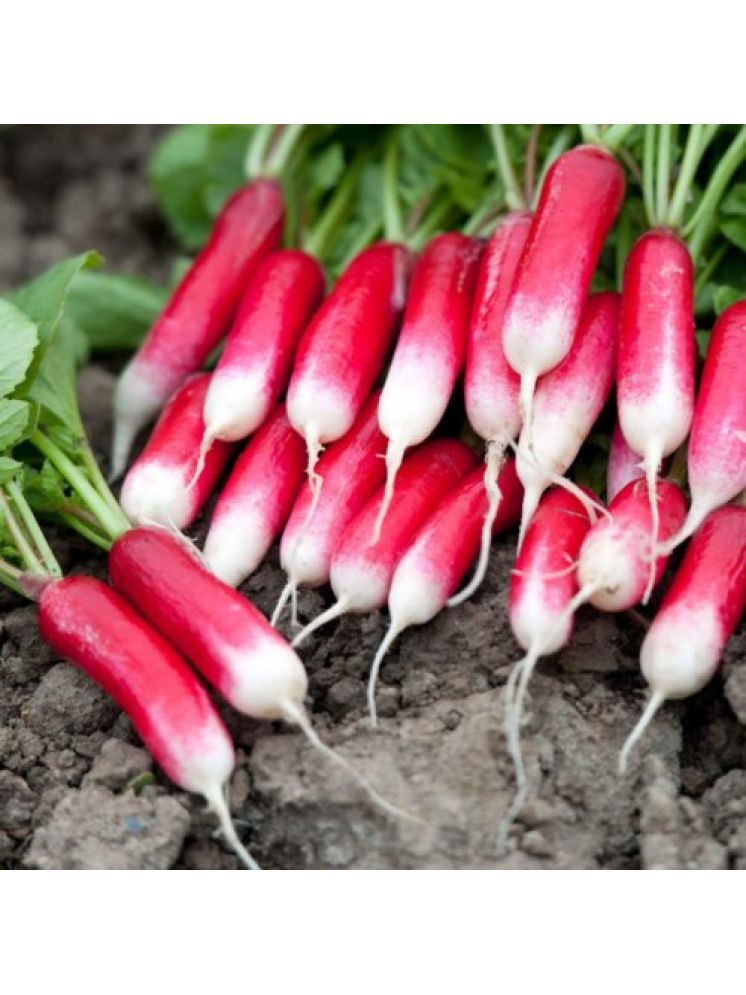     			Jignisha Seeds Hybrid Red Radish Vegetable ( 50 Seeds )